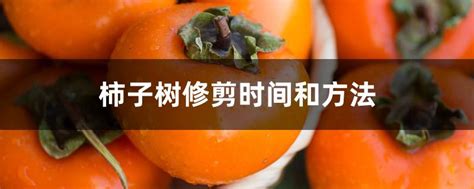 柿子树修剪|柿子树修剪时间和方法